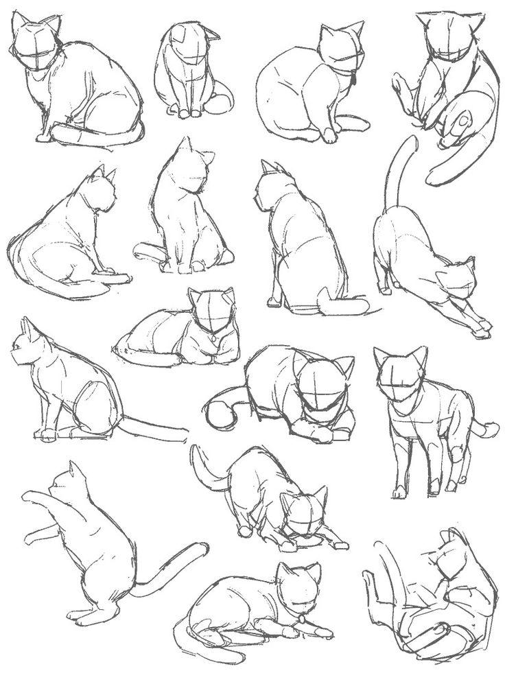 some cats sitting and standing in different positions