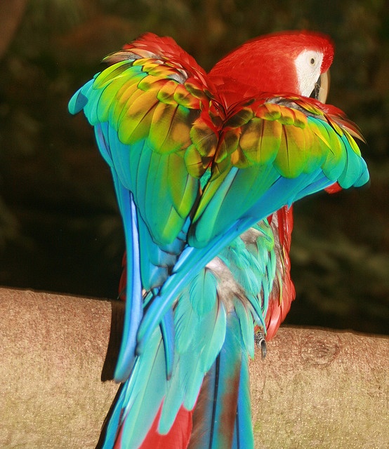 two colorful parrots sitting on top of each other's back legs and wings