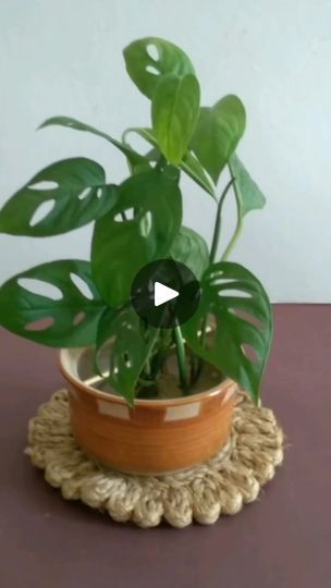 a potted plant sitting on top of a wooden table