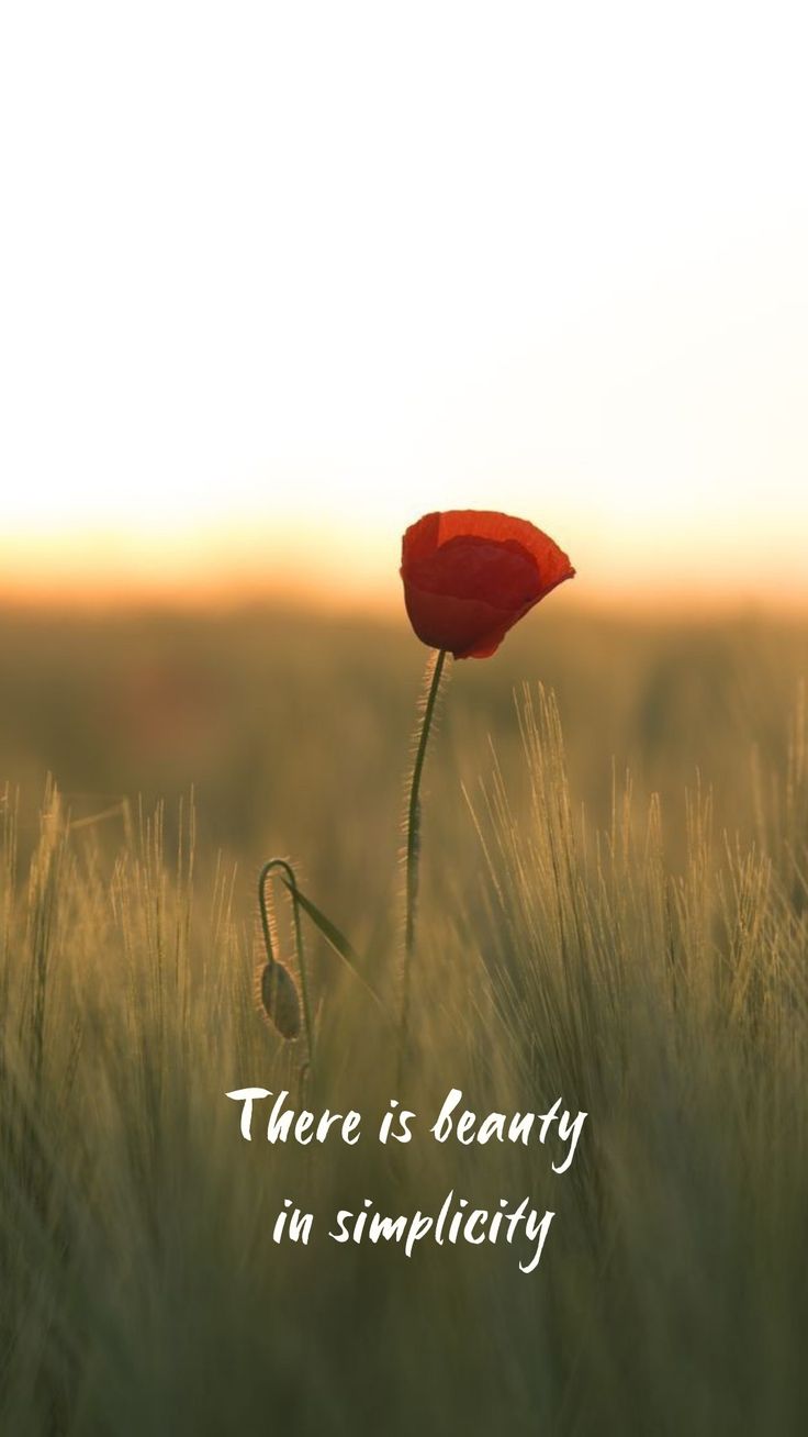 there is beauty in simplicity, and the flower looks like a poppy