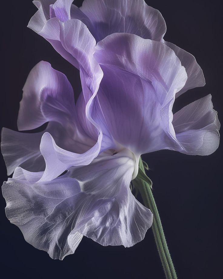 a purple flower with white petals on a black background