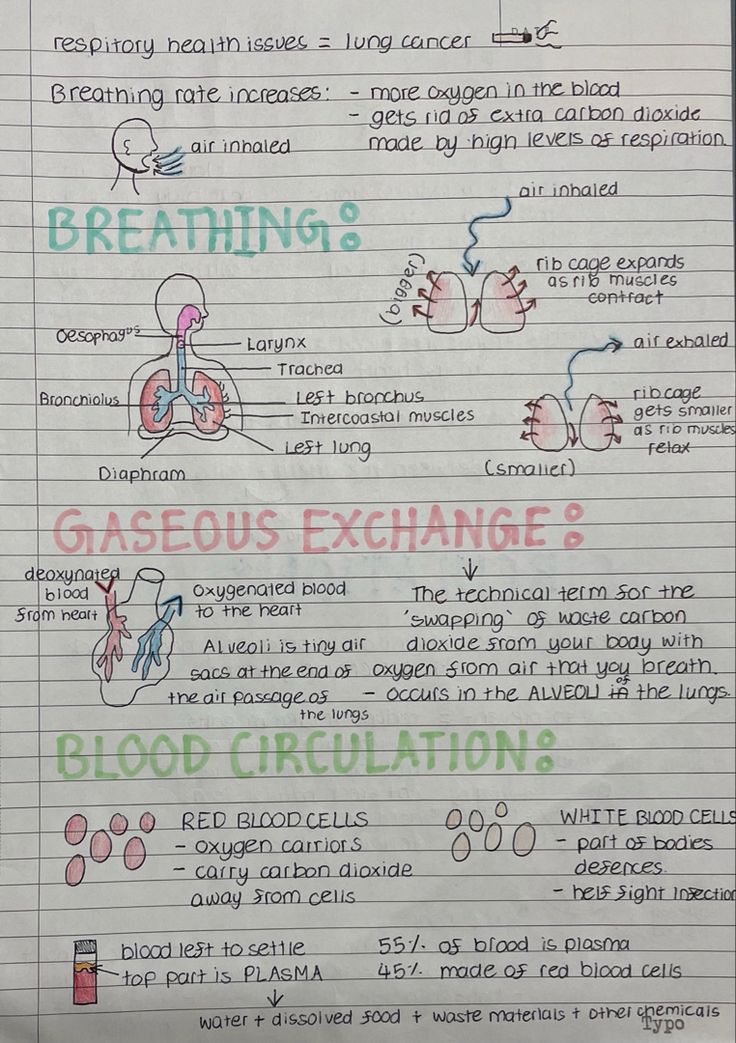 a piece of paper with writing on it that says breathing, gaseous exchange and blood circulations