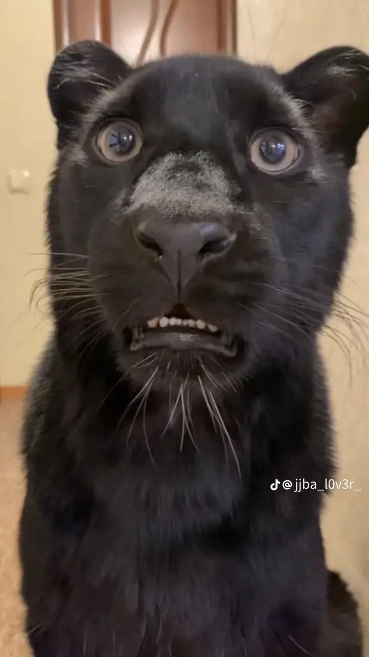 a close up of a black cat looking at the camera with an evil look on its face