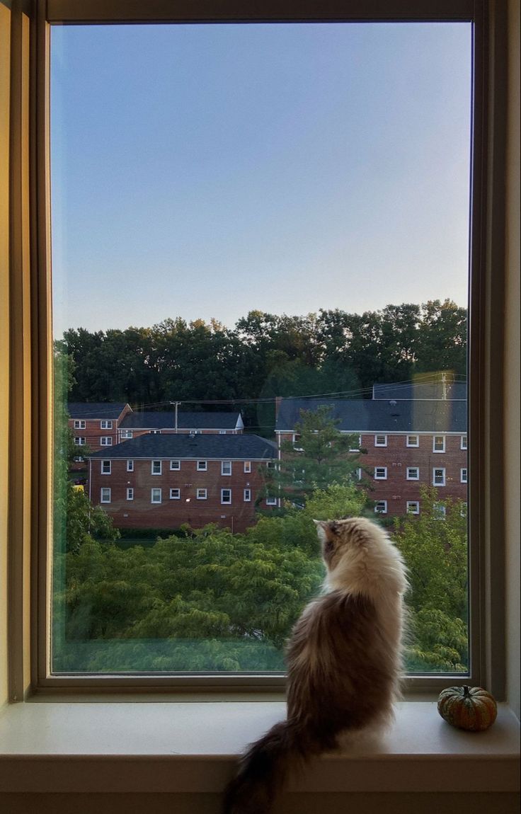 a cat sitting on top of a window sill looking out at the city outside