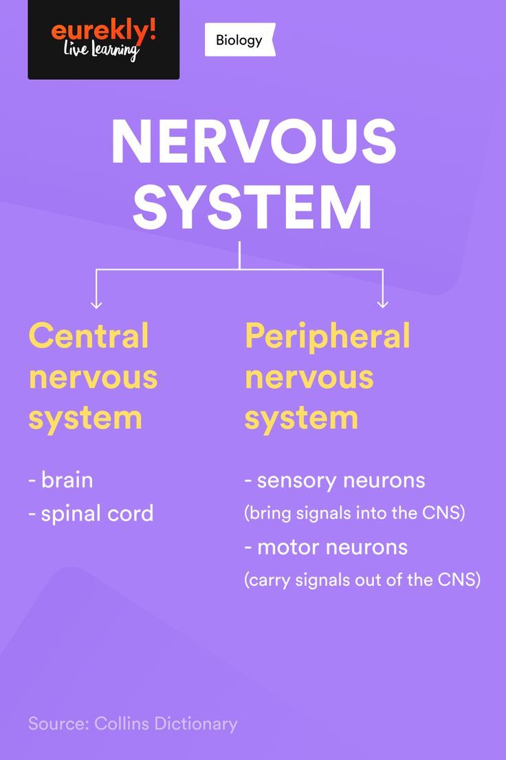 the nervous system is shown in purple and white, with text that reads nervous systems