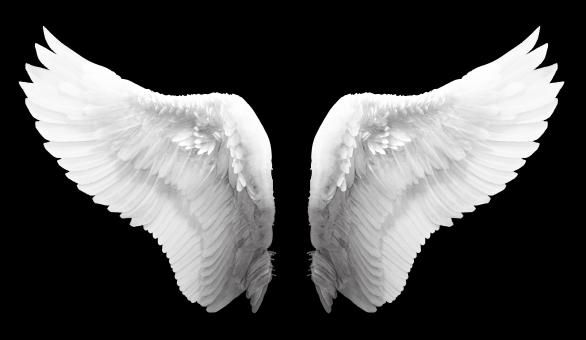 two white wings on a black background