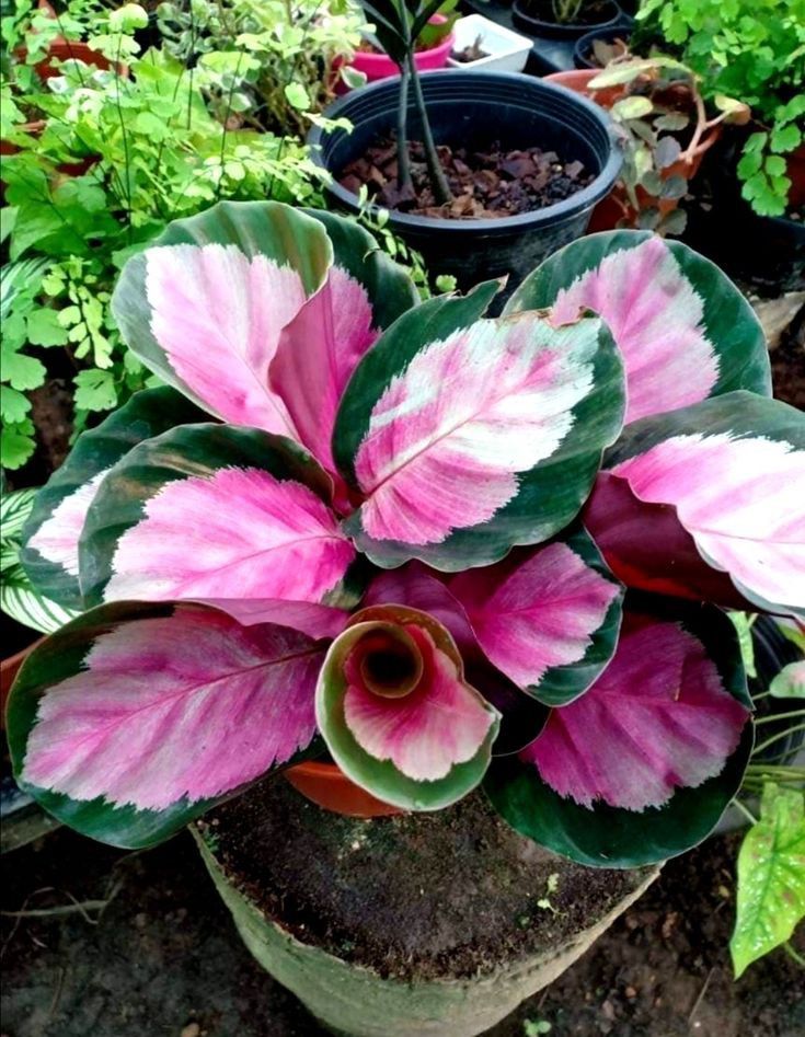 a potted plant with pink and white flowers in it's center surrounded by other plants