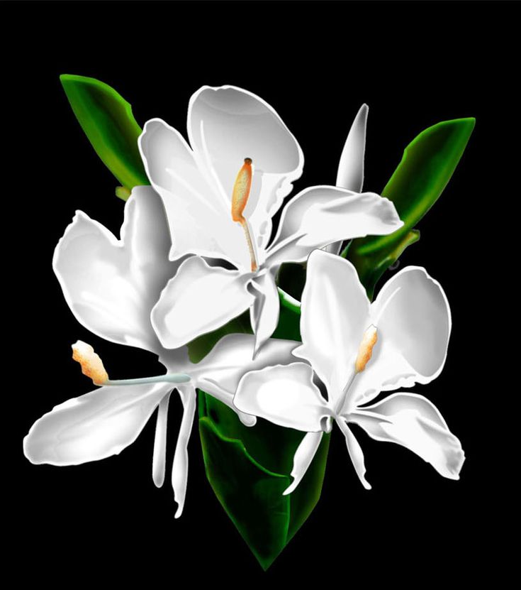 white flowers with green leaves on a black background