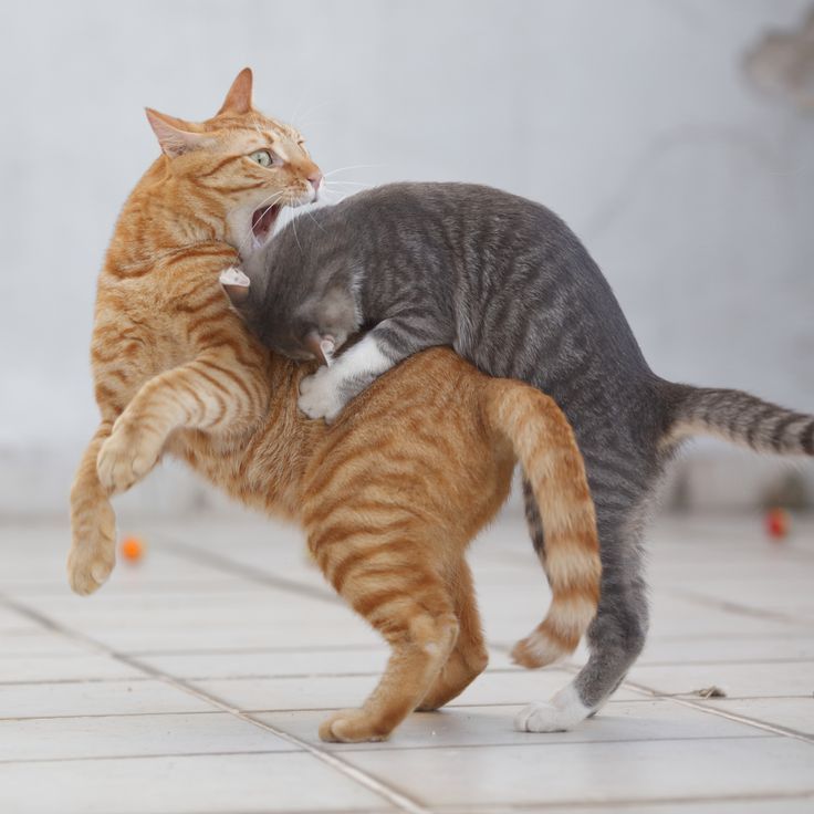 two cats playing with each other on the floor