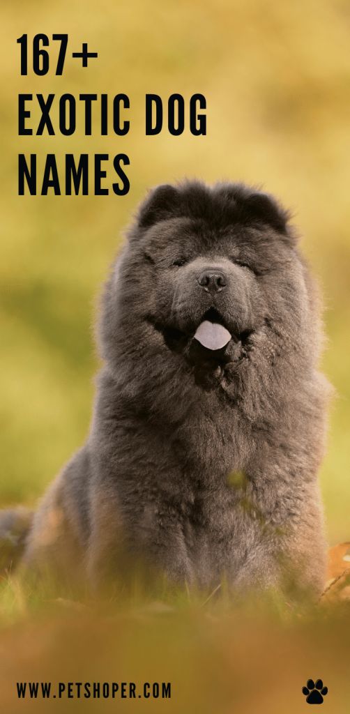 exotic dog names Male Dogs Names Unique, Unique Animal Names, Best Dog Names Boys, Cute Pet Names Animals, Male Dog Names Unique With Meaning, Unique Puppy Names Male, Cute Dog Names Male, Make Dog Names, Male Dogs Names