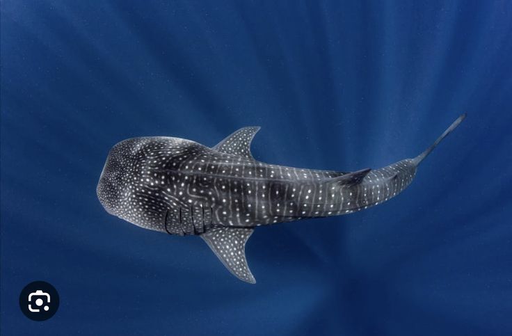 Shark Top View, Shark In The Ocean, Shark Images, Shark Conservation, Save The Sharks, Types Of Sharks, Pet Organization, Whale Sharks, Shark Diving