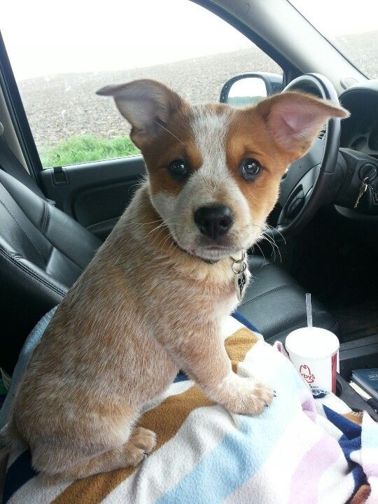 a small dog sitting on top of a blanket in the back seat of a car