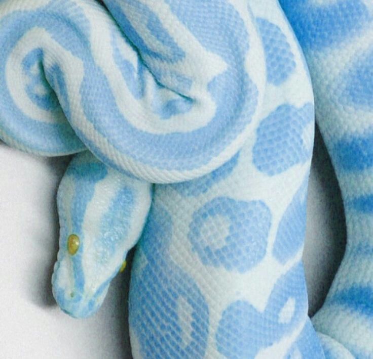 a blue and white stuffed snake with a butterfly on it's back, against a white background