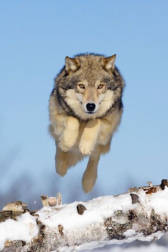 a wolf is jumping in the air over snow