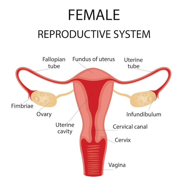 Female Reproductive System Anatomy, Human Anatomy Female, Anatomy Female, Anatomy Education, Anatomy Flashcards, Biology Diagrams, Human Body Organs, Basic Anatomy And Physiology, Anatomy Models