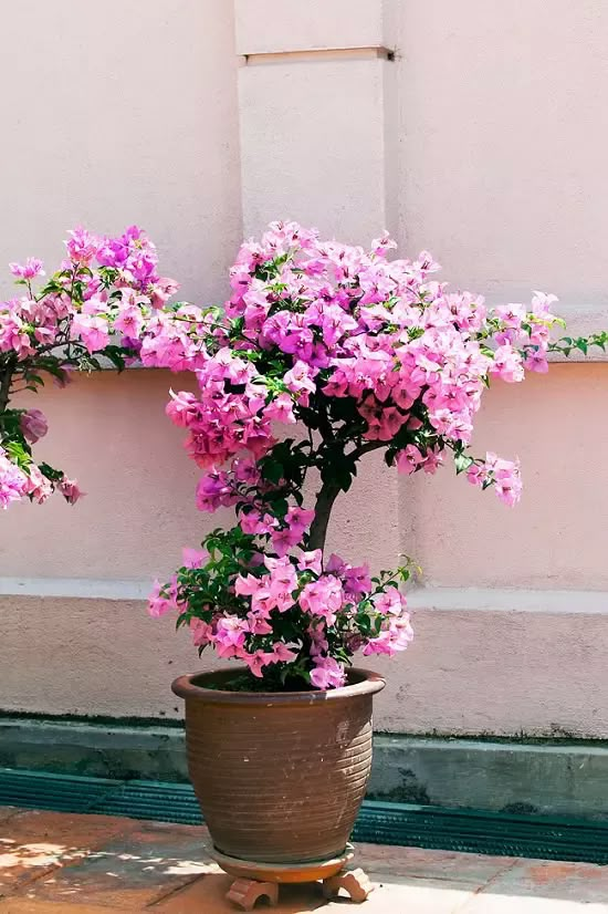 a potted plant with pink flowers on the ground in front of a white wall