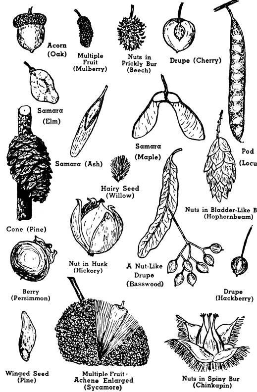 an old black and white drawing of various plants