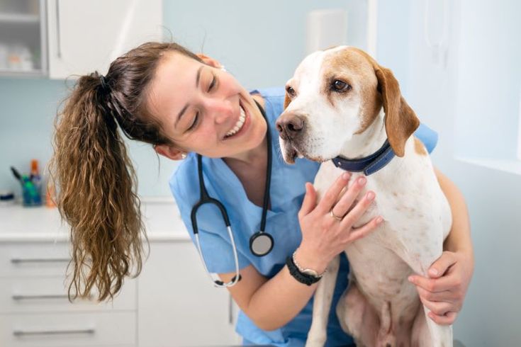 a woman in blue scrubs holding a white and brown dog while wearing a stethoscope