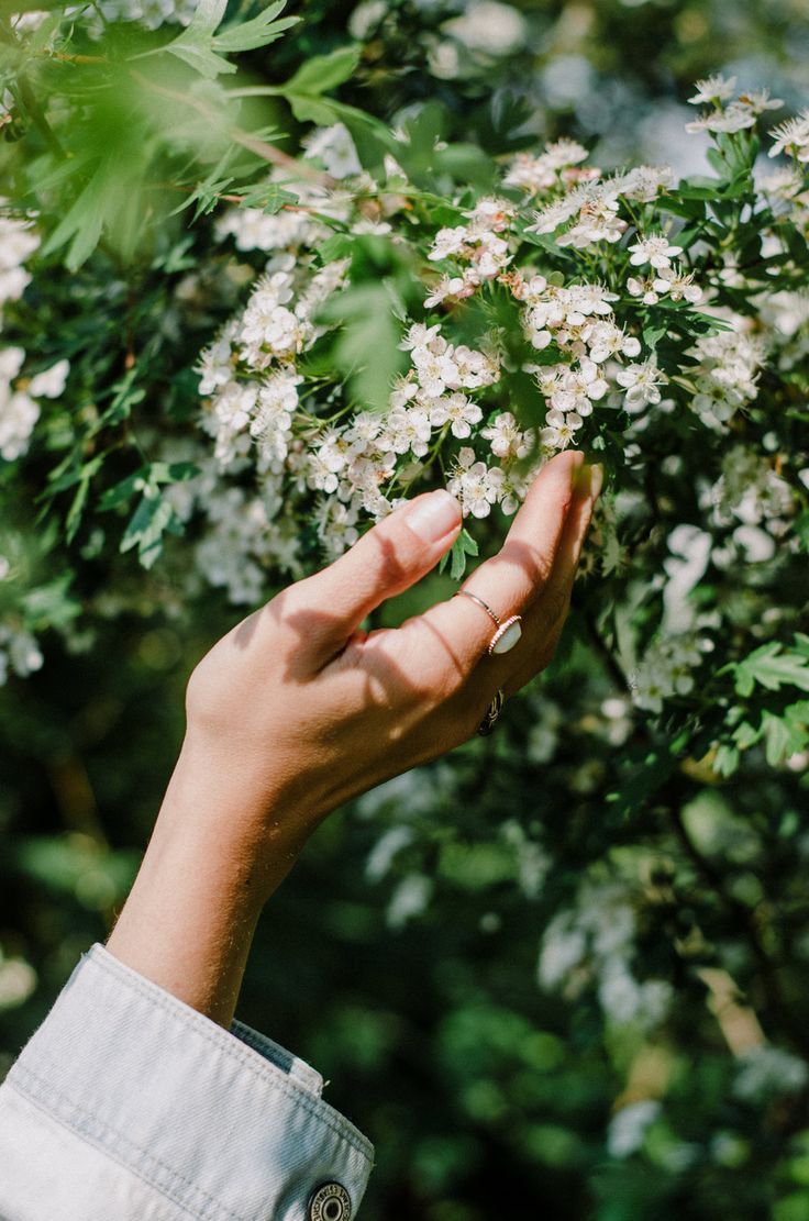 a person's hand reaching for white flowers on a tree in the sun light