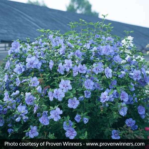 blue flowers are blooming in front of a house