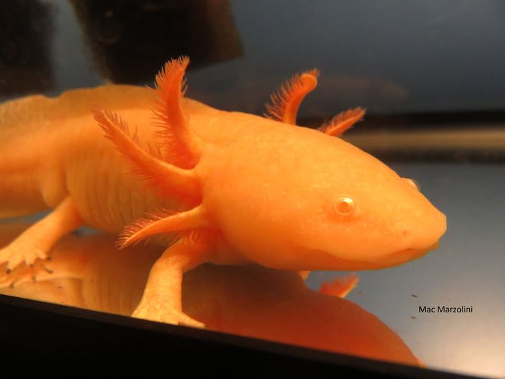 a close up of an orange gecko in a tank