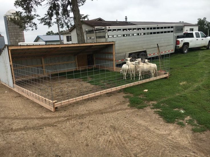 some sheep are standing in the dirt near a trailer and fenced in area with grass