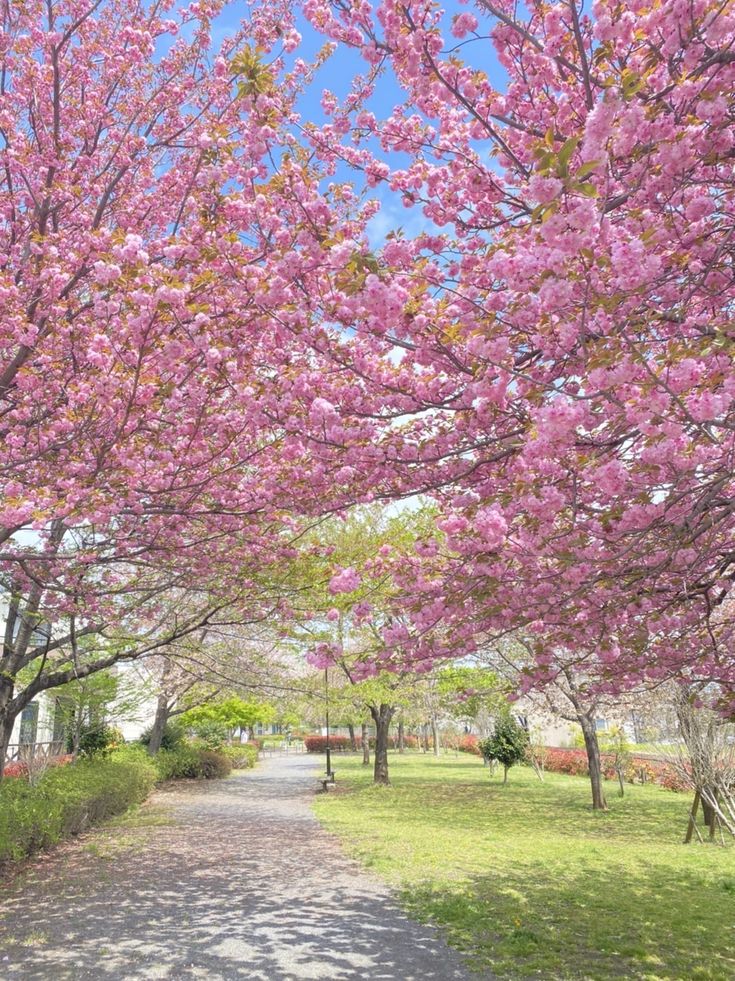 the path is lined with pink flowers and trees