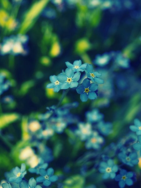 small blue flowers are growing in the grass