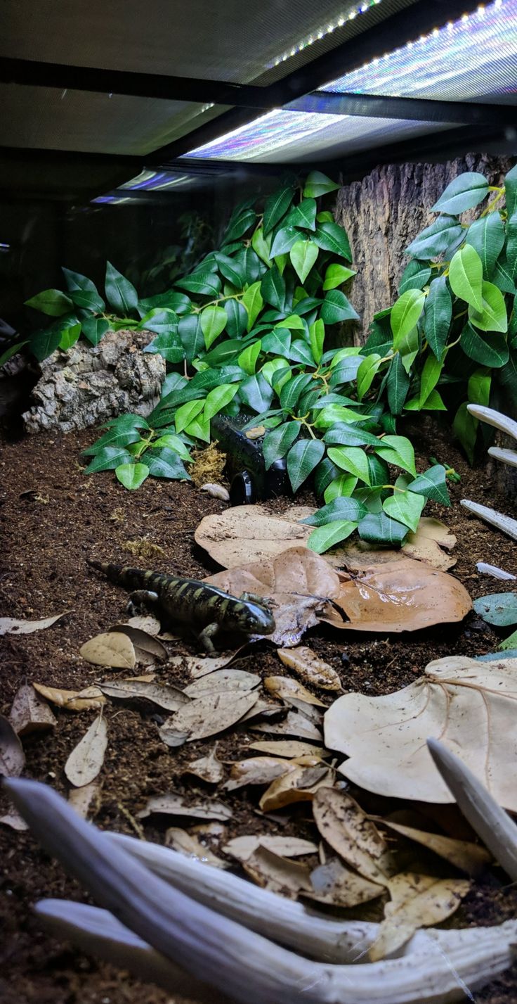 an aquarium filled with lots of green plants and dirt on the bottom of it's sides