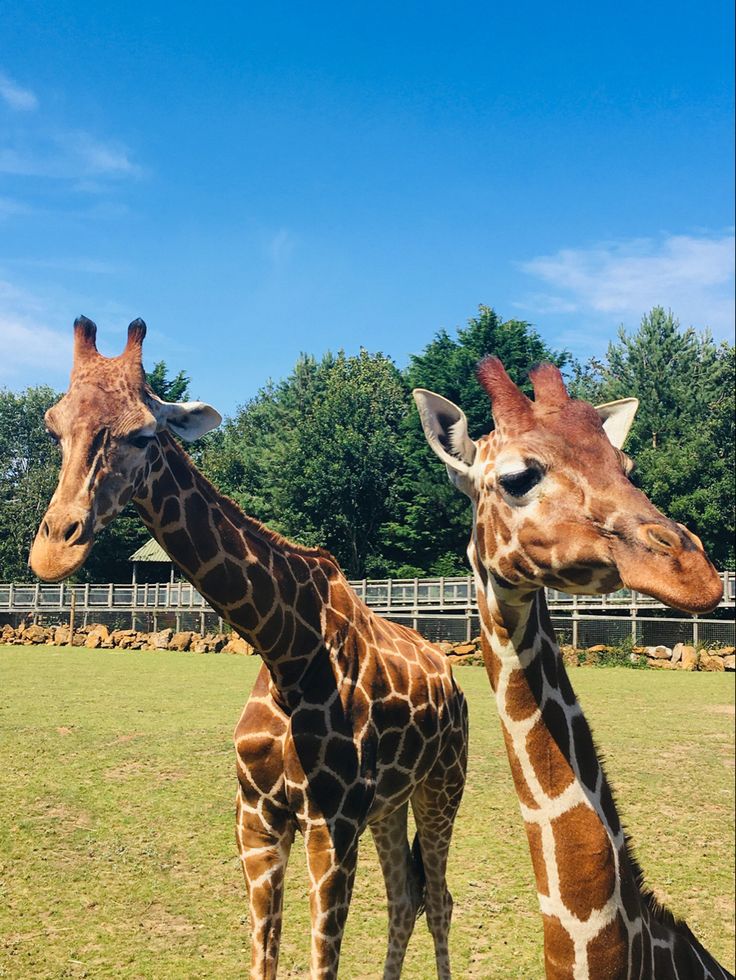 two giraffes standing next to each other in a field