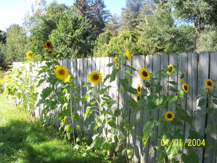 the sunflowers are blooming next to the fence