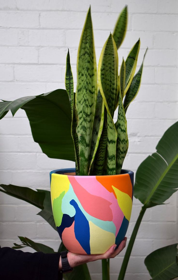 a person holding a potted plant in front of a white brick wall with green leaves