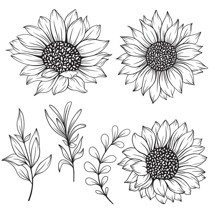 four sunflowers with leaves drawn in black and white