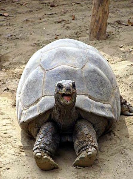 a large turtle sitting in the sand with its mouth open and it's tongue out