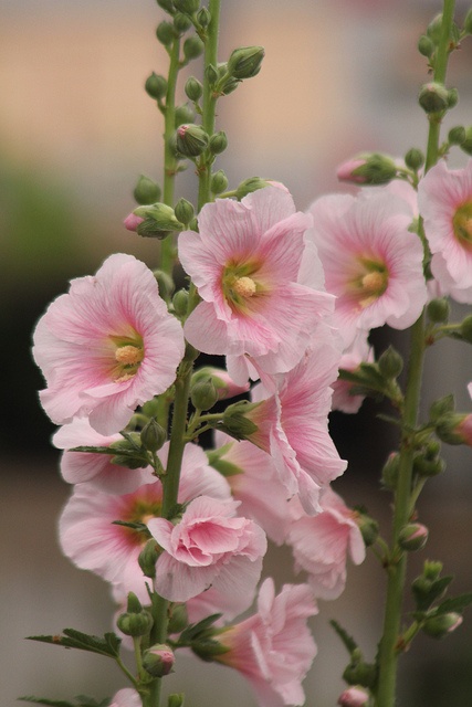 pink flowers are blooming in the middle of some green stems with buds on them