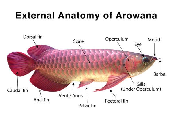 the external anatomy of an arowaa fish, including its name and description in english