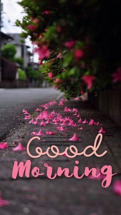 the words good morning written in pink ink on a street lined with flowers and petals