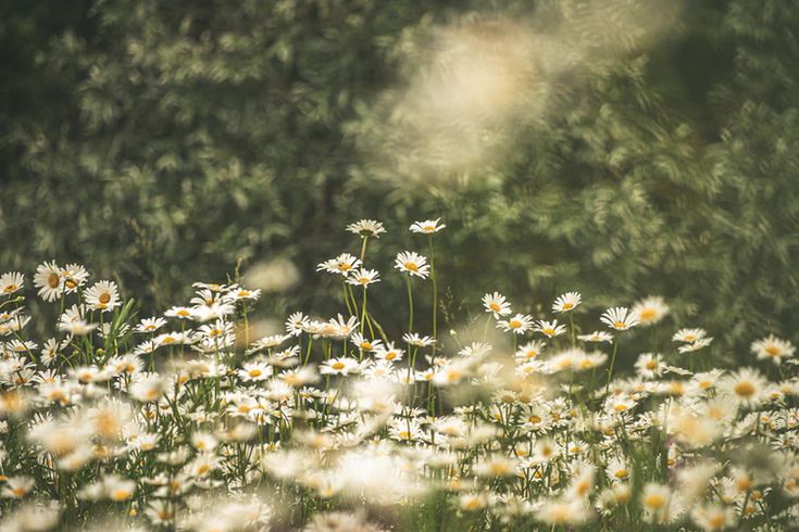 a field full of white daisies with trees in the background