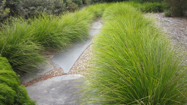 some very pretty green plants by the side of a road with water running through it