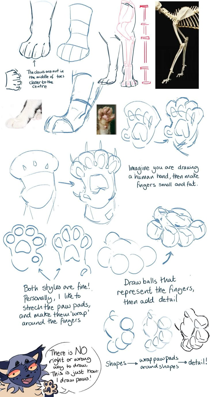 some drawings and instructions for how to draw an animal