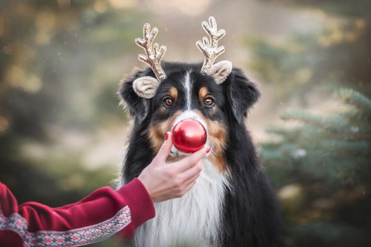 a dog with reindeer antlers on its head playing with a red ball