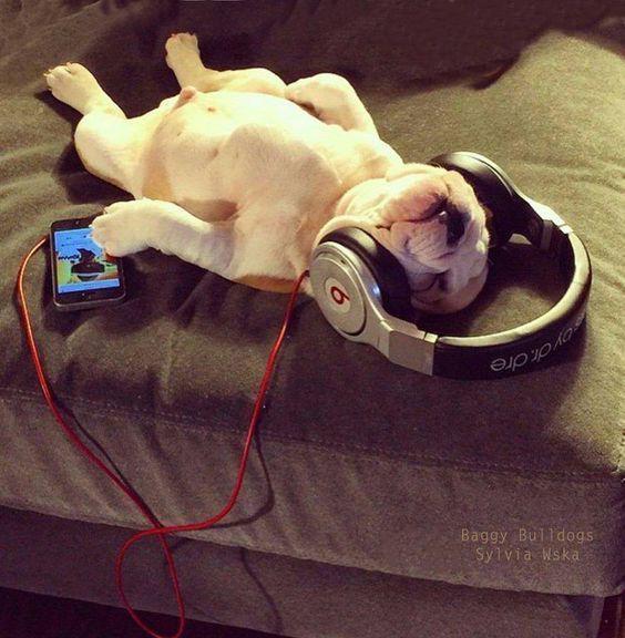 a dog laying on top of a couch wearing headphones