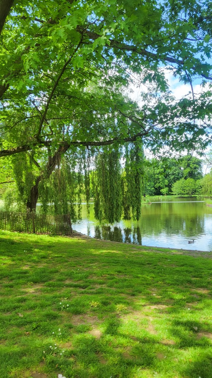 a park bench sitting under a tree next to a lake