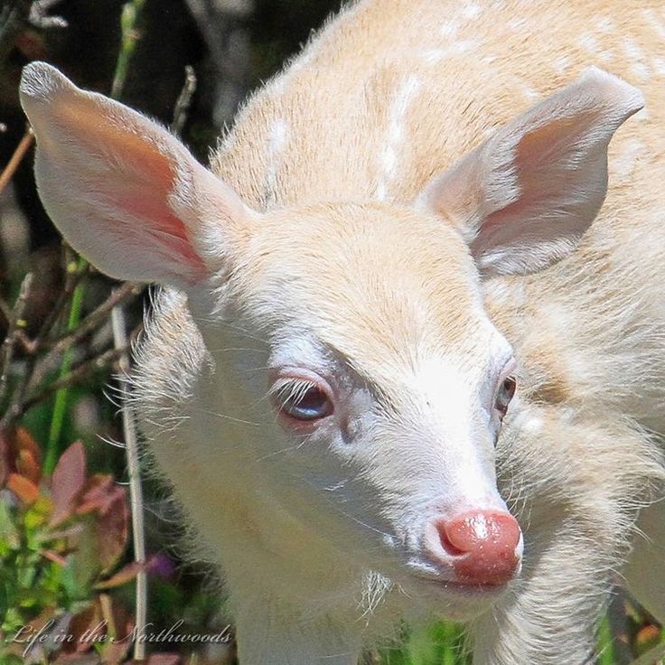 a baby deer is standing in the grass