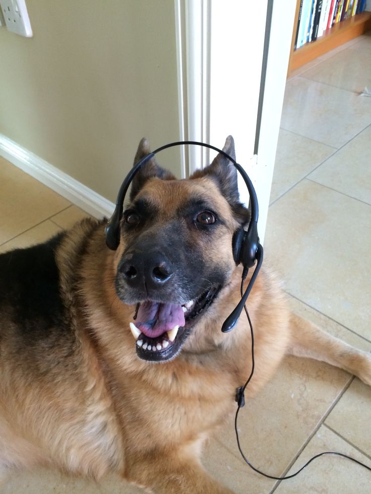 a dog laying on the floor with headphones around it's ears and mouth