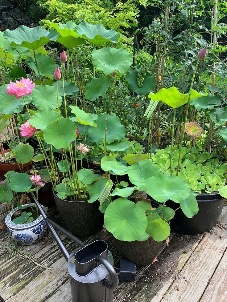 there are many potted plants on the table in the garden with watering hoses