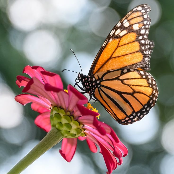 a butterfly sitting on top of a pink flower