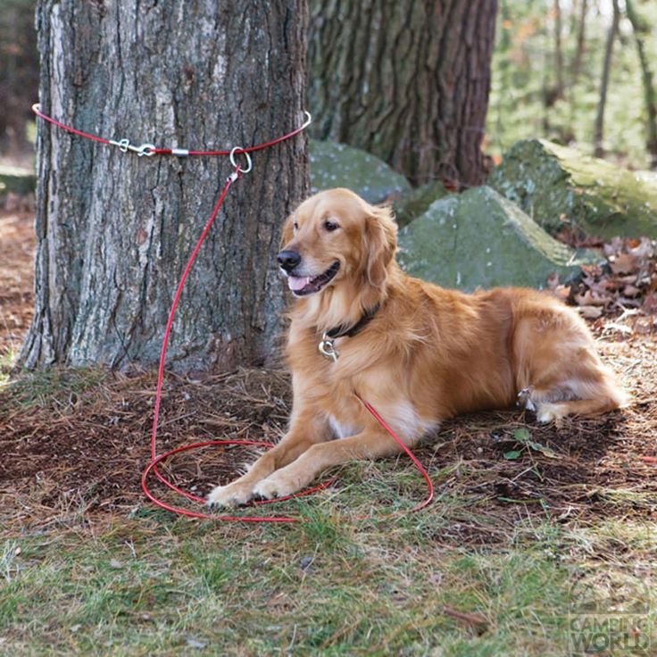 a golden retriever dog tied to a tree in the woods with its leash on