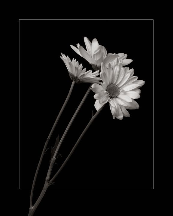 three white daisies in a black and white photo with a square border around them