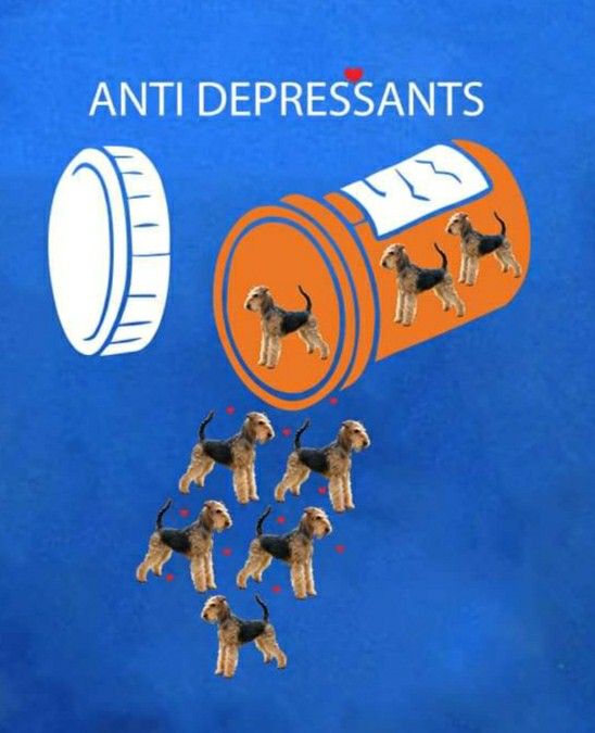 an image of dogs in front of a pill bottle with the words anti depressants on it